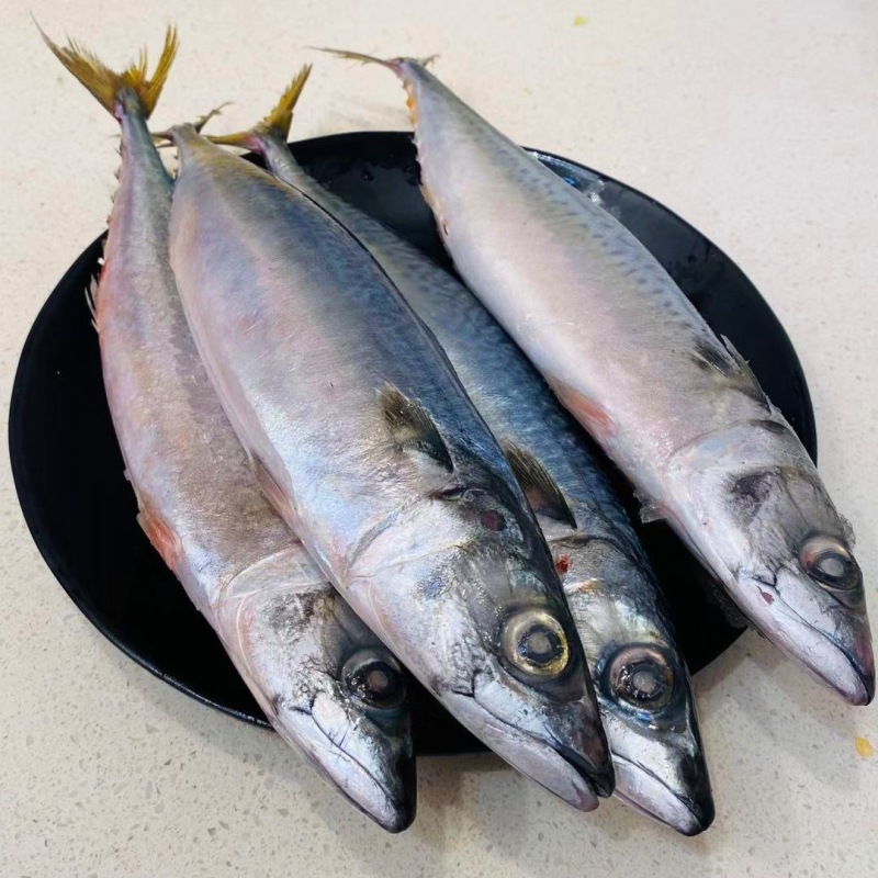 大连船冻青占鱼6斤新鲜海鲜中号冷冻青花鱼小头鱼鲐鲅鱼马鲛鱼鲭