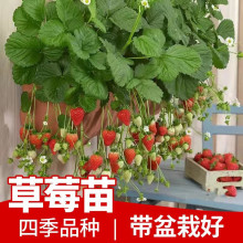 庭院地栽草莓苗四季盆栽食用阳台奶油草莓苗种植苗南北方当年结果