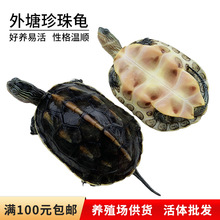 外塘珍珠龟活体宠物龟花龟台湾草龟观赏龟长寿水龟小乌龟活体
