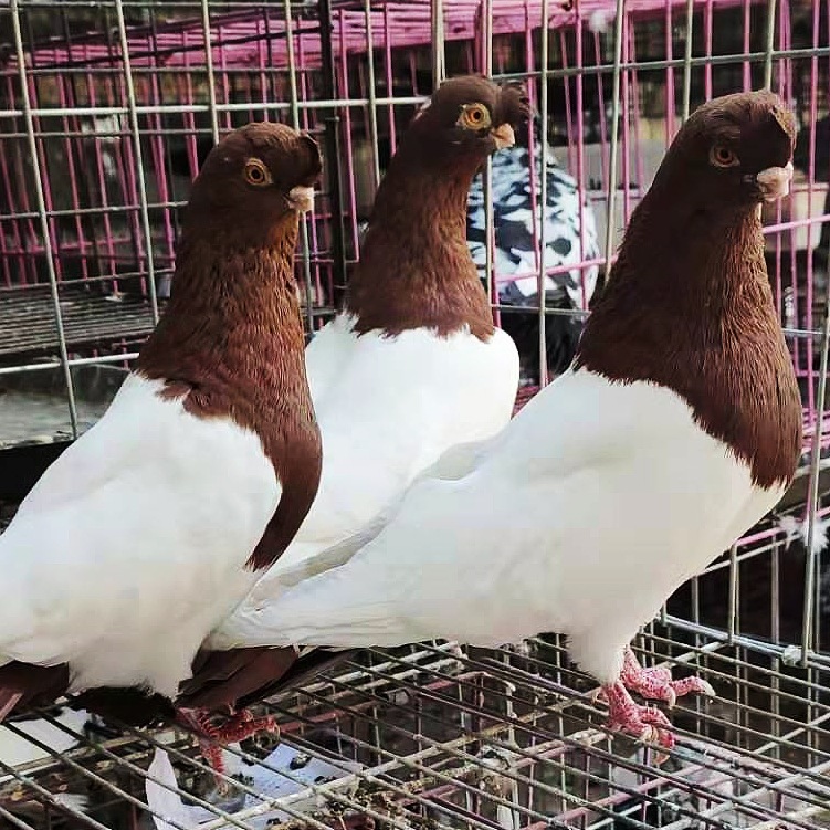 两头红鸽子一对多少钱毛脚两头乌鸽墨环鸽金眼白鸽扬子点子