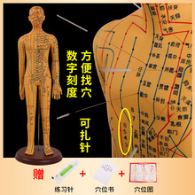 60CM人体针灸模型经络穴位中医十二铜人模特图小人扎针练习小皮人