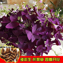 紫叶花卉三叶紫色四季紫叶酢浆新款室内蝴蝶三叶种球花卉