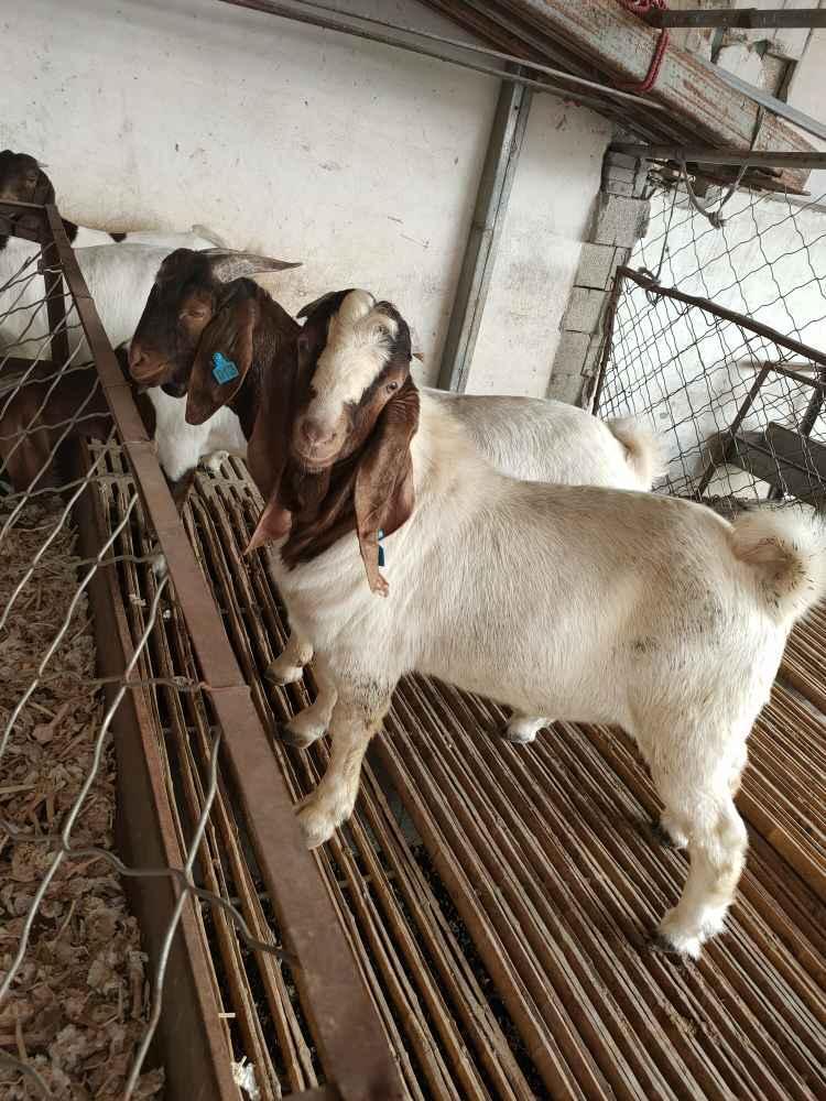 农家自养 大耳波尔山羊 波尔山羊羊羔 批发羊 波尔山羊