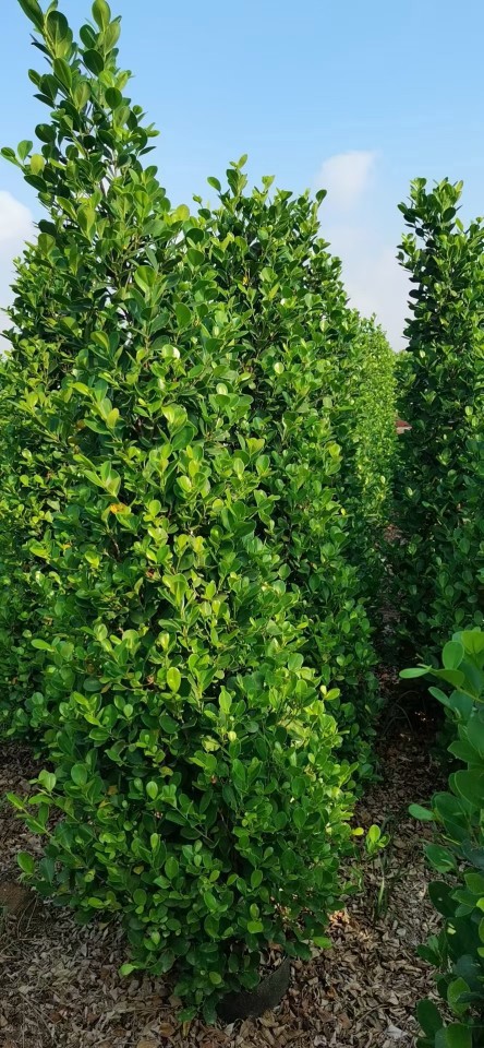 火山榕 金钱榕 绿篱花苗 榕树 中山绿植灌木基地批发