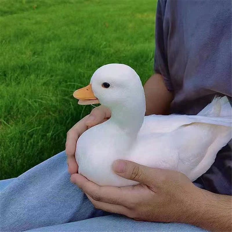 小黄鸭活体网红柯尔鸭活物可爱小鸭子一对儿童玩伴宠物幼崽可达鸭