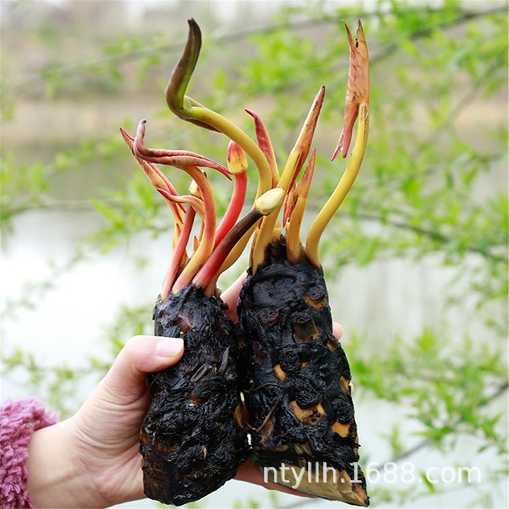 睡莲根块带花苞重瓣大花碗莲荷花苗水缸池塘种植带芽发货水培植物