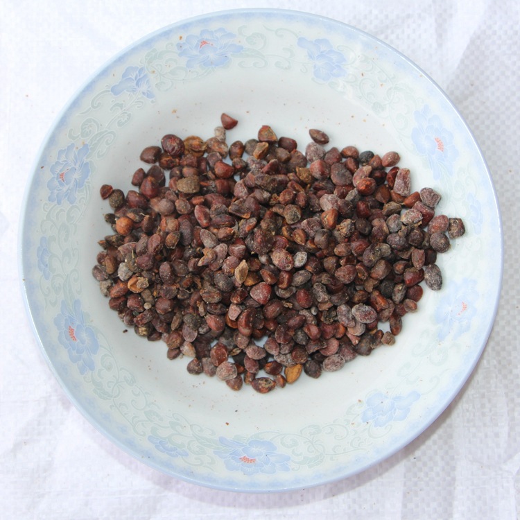 批发乐昌含笑种子 颗粒饱满 新采乐昌含笑种子 量大优惠