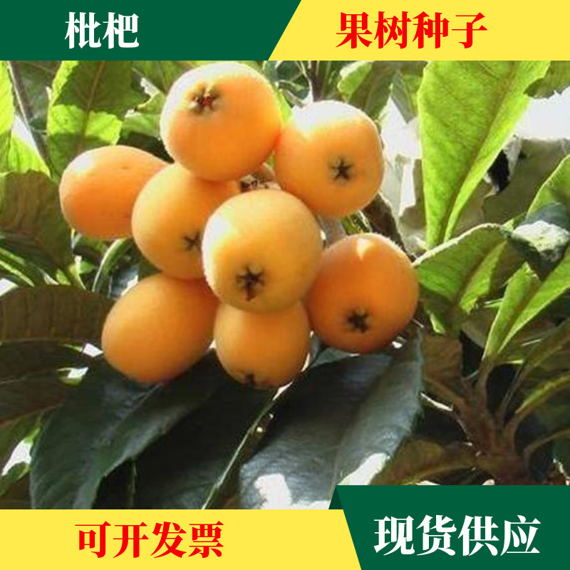 枇杷树种子水果枇杷树籽大五星白玉枇杷树种植物老品种