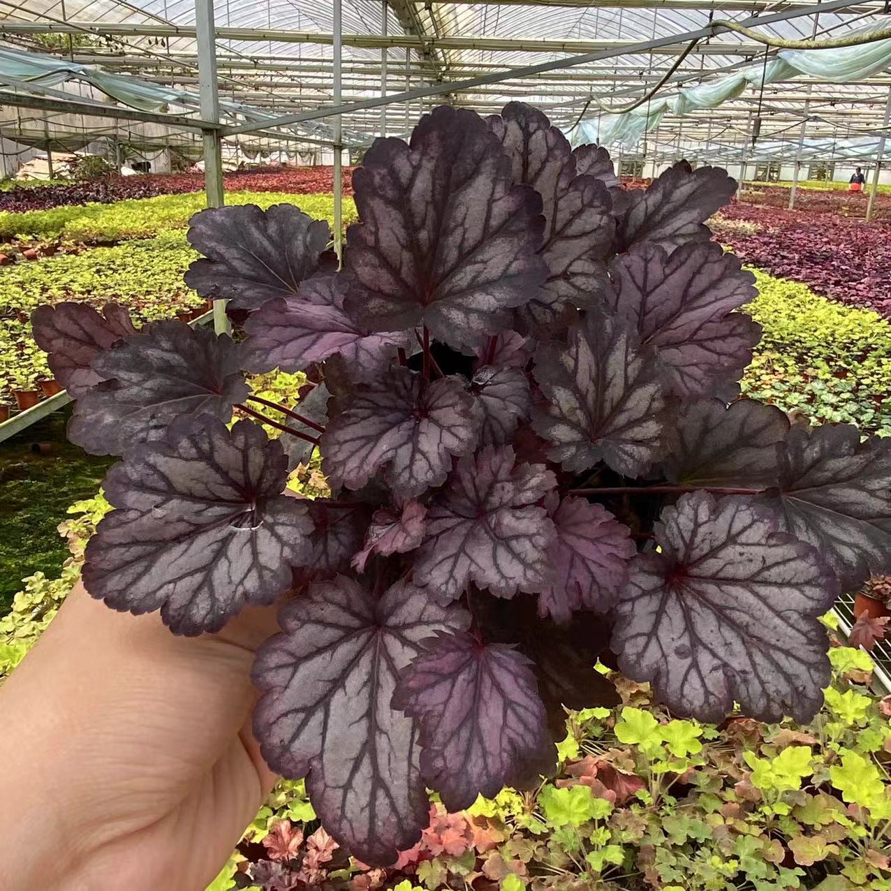 矾根90杯苗1加仑规格矾根10-15cm园林工程耐寒庭院地被植物