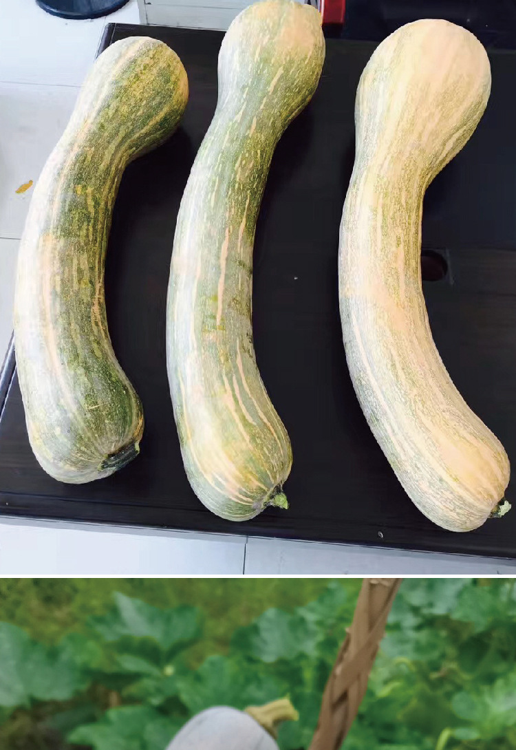 常丰黄狼南瓜种子中早熟菜园农田可播南瓜种籽厂家批发甜糯南瓜子