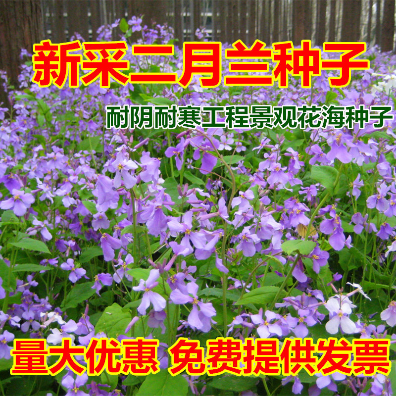 二月兰种子诸葛种子组合耐寒耐阴春秋播绿化景观蓝花卉籽绿肥种子