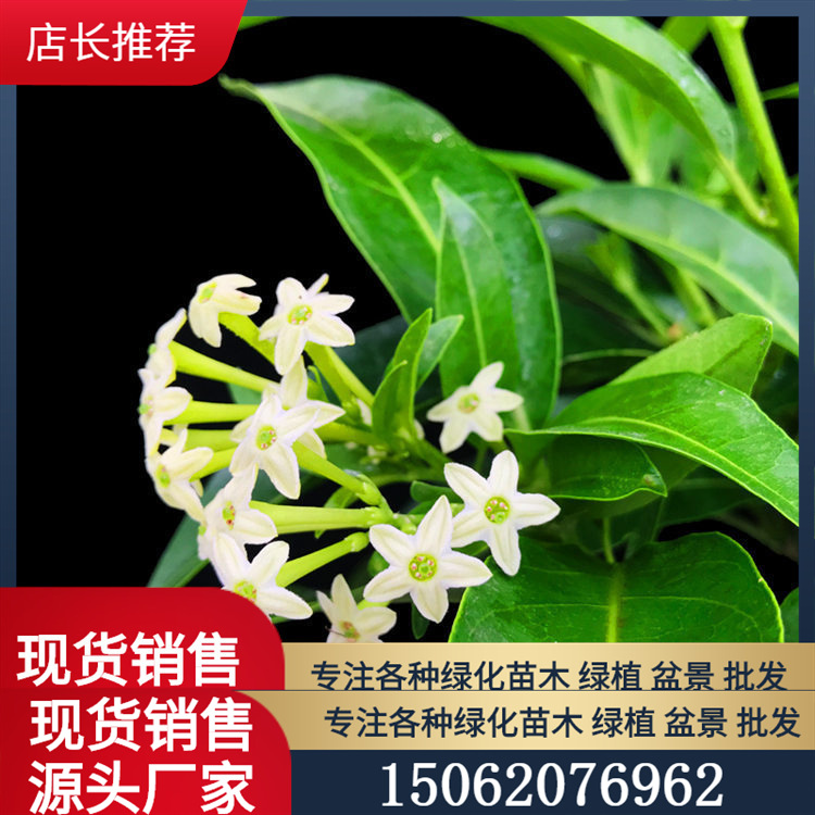 花苗室内四季开花驱蚊植物浓香型庭院办公室批发夜来香绿植盆栽