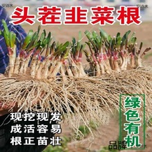 新韭菜根现挖紫红根宽叶苗室内阳台盆栽本地种苗四季蔬菜盆景好活