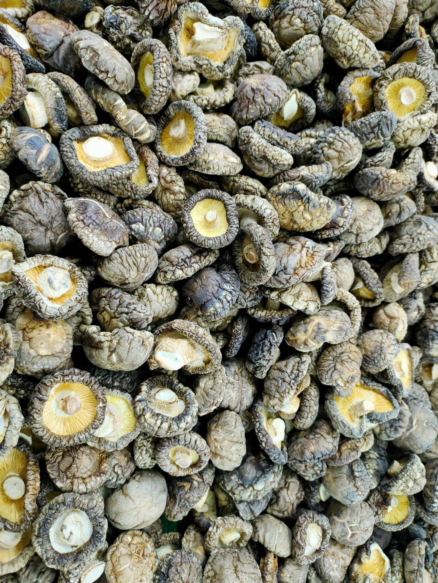 牛蒡条葛根条相似菇太郎批发香菇片香菇条菇片香菇丝可出口碳靵0626