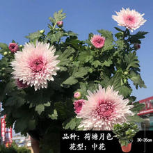 菊花盆栽带花苞大花苗庭院多年生花耐寒好养四季开花室内花卉植物