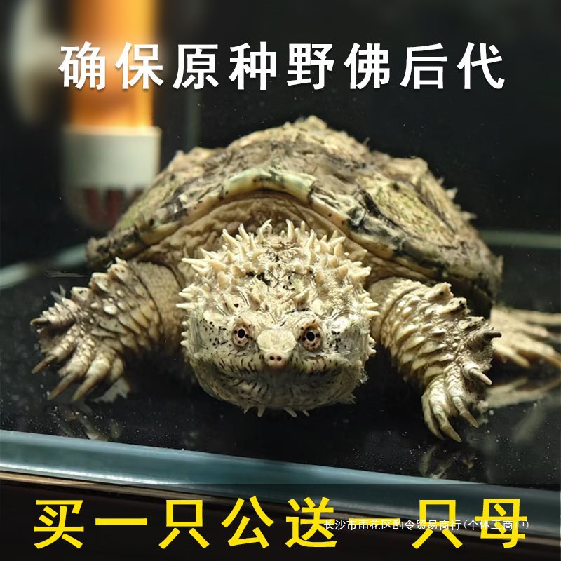 原种纯佛鳄龟爆刺鳄鱼龟野配野佛鳄龟活物纯佛小鳄