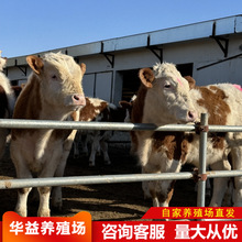 西门塔尔牛改良肉牛苗 杂交黄牛养殖资料活体3个月改良肉牛养