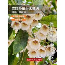 杜英树新采种子 小叶杜英种子大叶杜英种子 林木种子种籽籽孑药材