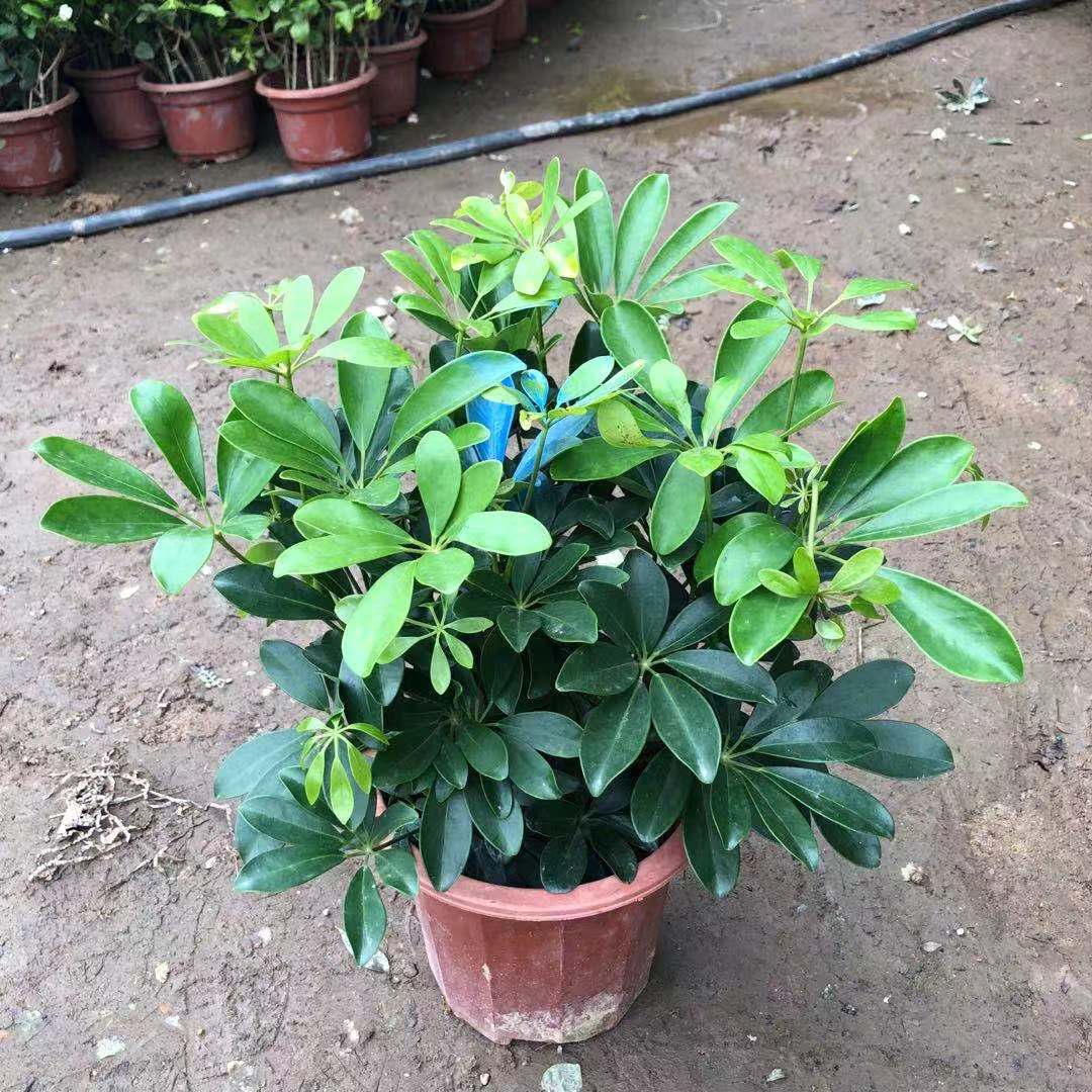 【基地直批】 230#鸭脚木鸭掌财绿植大盆栽观赏植物办公室内盆栽
