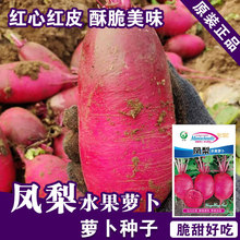 水果萝卜种子萝卜籽阳台盆栽蔬菜种籽孑菜红萝卜种子公司