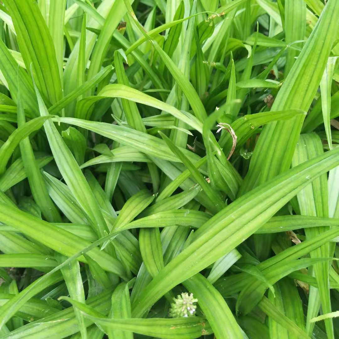 湖南吉祥草基地大量批发富贵吉祥草地被绿化草本植物 量大价优