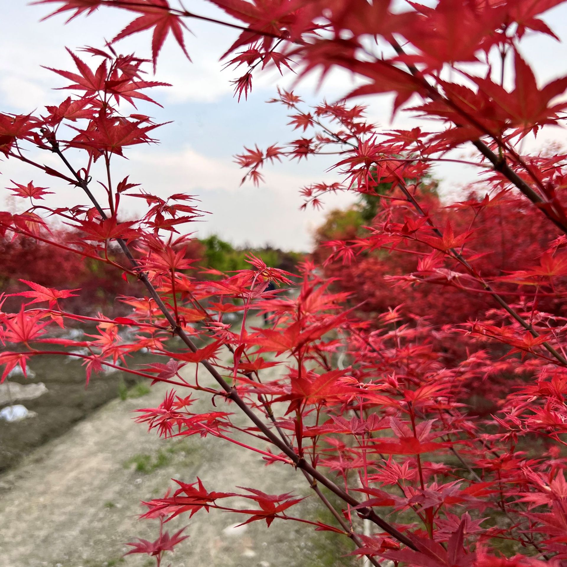日本红枫树苗木基地批发5至15公分规格齐全公园庭院绿化观赏造景