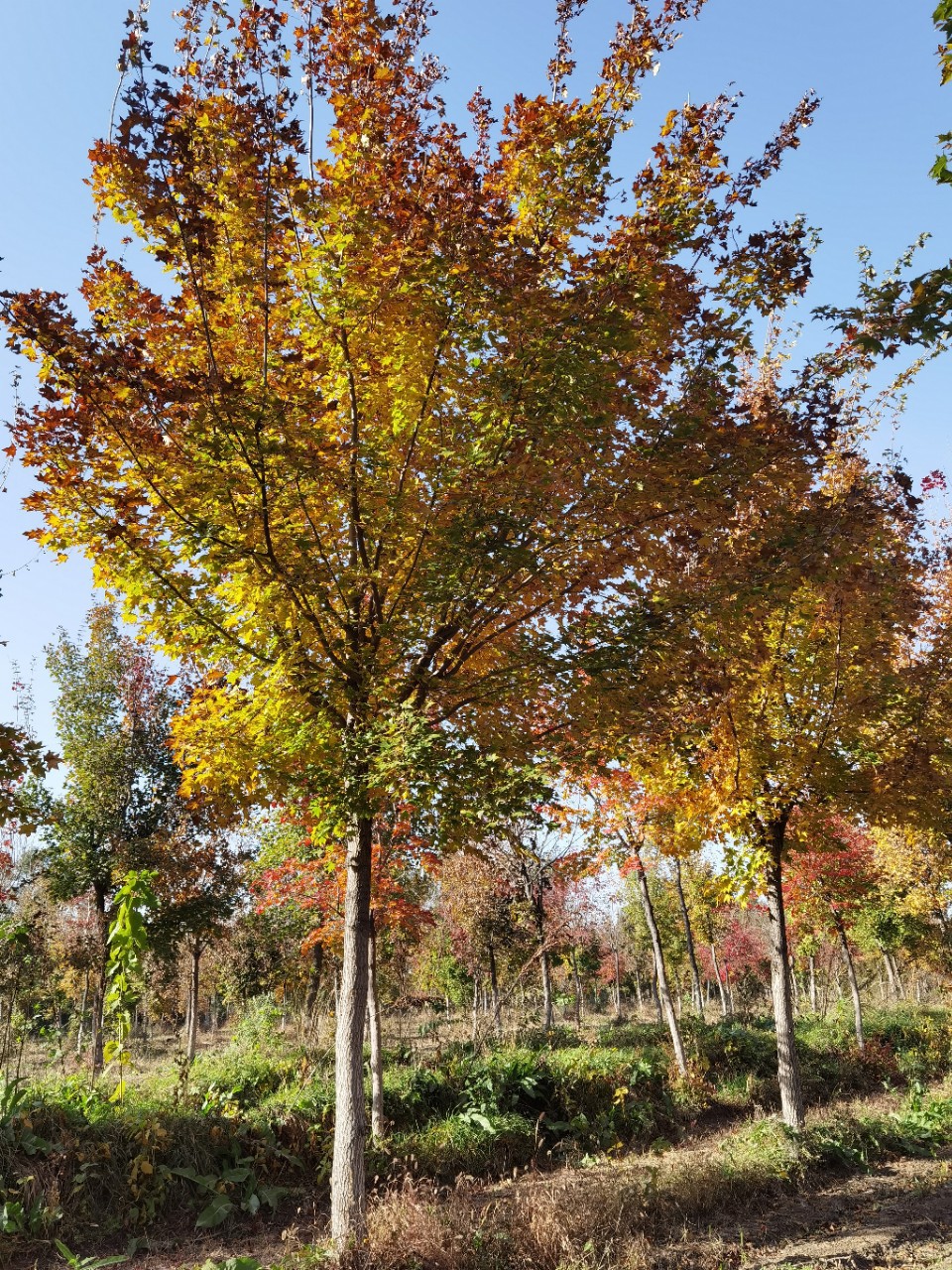 苗圃大五角枫地产小区工程绿化行道树五角枫树杆挺直形态优美