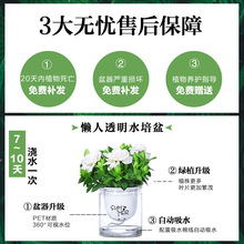 绿萝吊兰多肉发财树花卉盆栽植物办公室内小绿植水培甲醛好养吸除