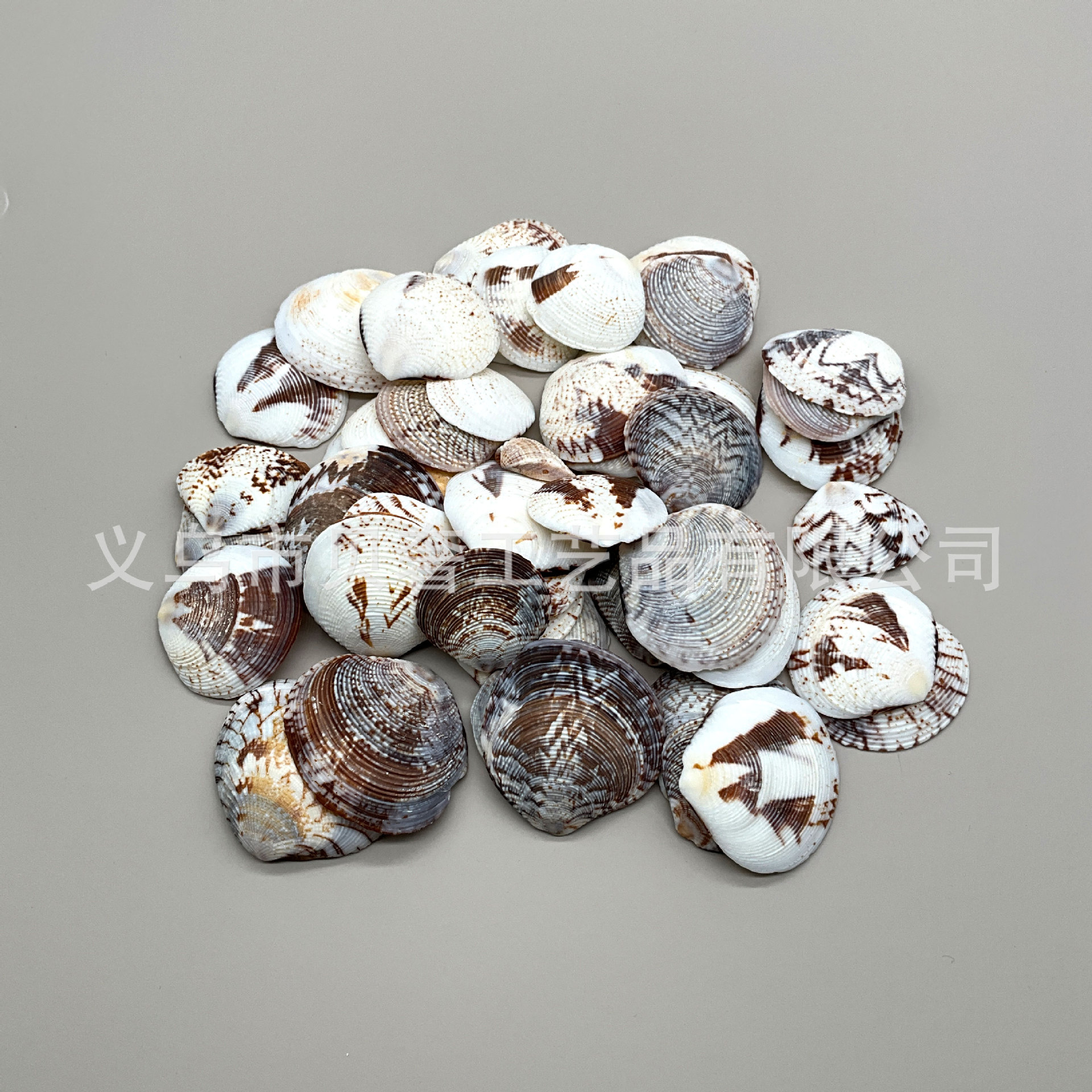 天然鹰翅贝微景观造景鱼缸装饰diy民宿房间贝壳风铃手链项链配件