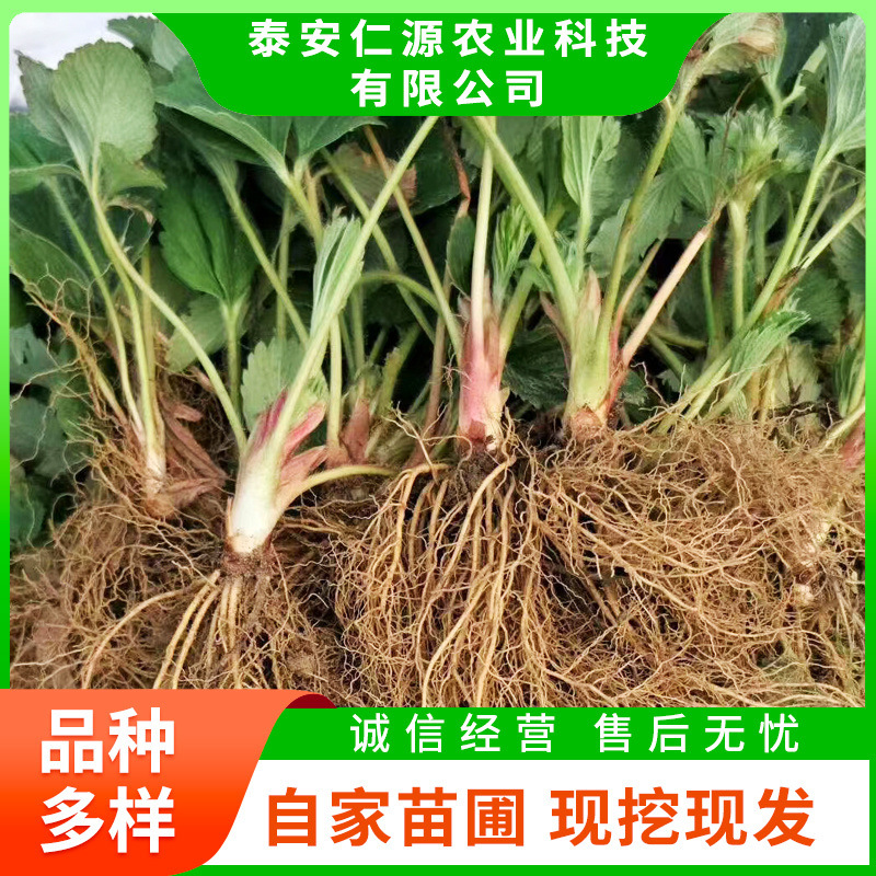 大叶红颜草莓苗基地 脱毒穴盘草莓苗 品种多样草莓苗