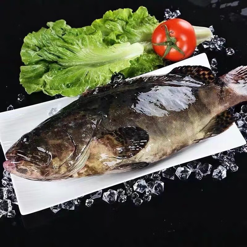 老蟹将海捕石斑鱼 鲜活冷冻东星斑老虎斑珍珠斑龙胆海鲜生鲜鱼类