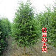 正宗南方红豆杉树苗大树室外地栽庭院别墅耐寒耐冻工程绿化大树