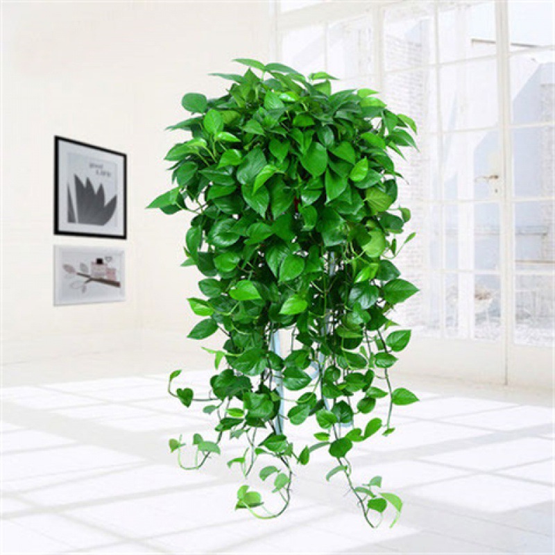 绿箩大盆长藤绿萝盆栽室内爬藤植物垂藤吊兰客厅花卉水培绿植批发