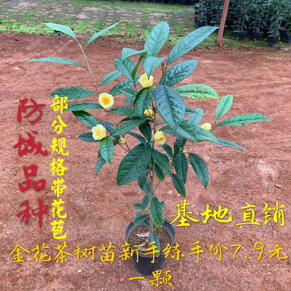 金花茶树苗盆栽植苗名贵茶花品种 茶树苗 金花茶盆栽