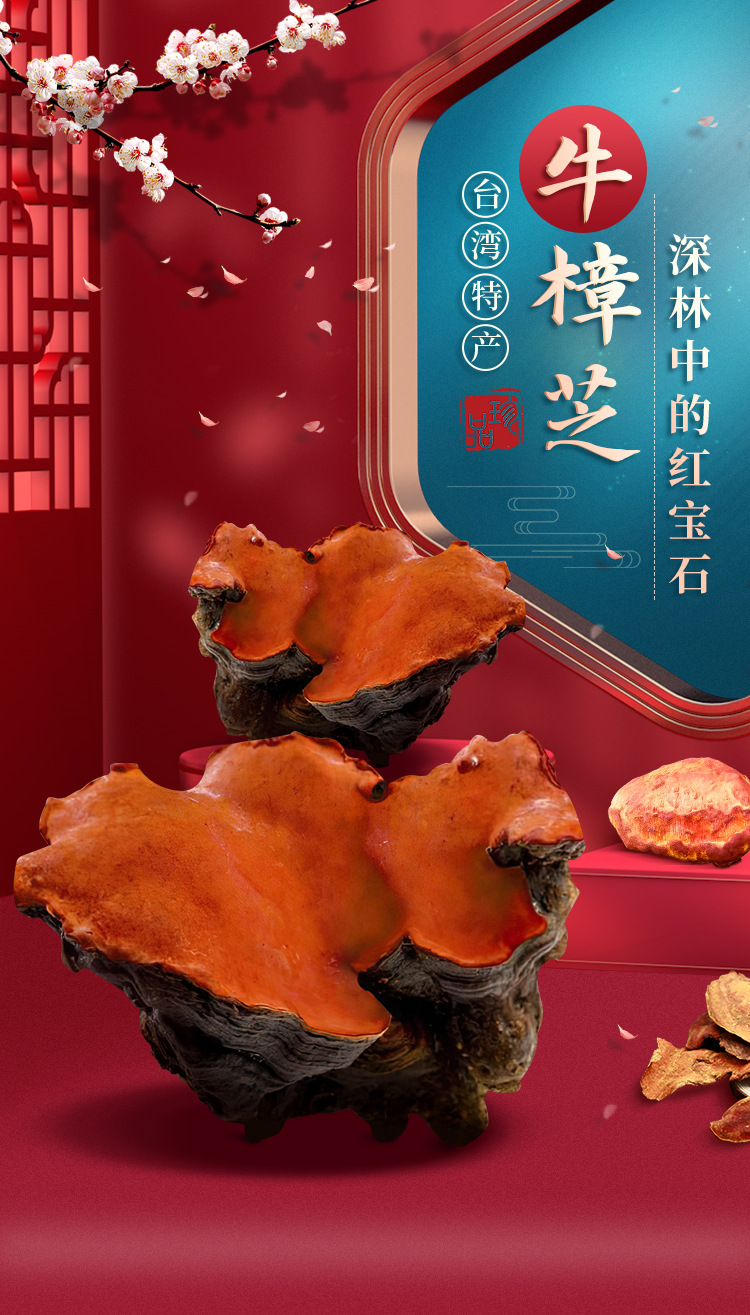 台湾正宗牛樟芝子实体干品/牛樟菇原料粉/多糖类三萜类植物提取物