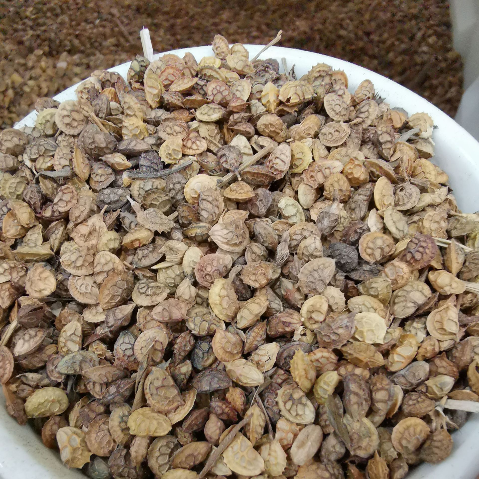 优质高产牧草种子