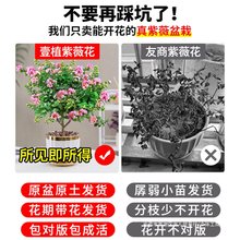 紫薇花树苗盆栽小苗室内外阳台耐热木本花卉盆景庭院花园矮化绿植