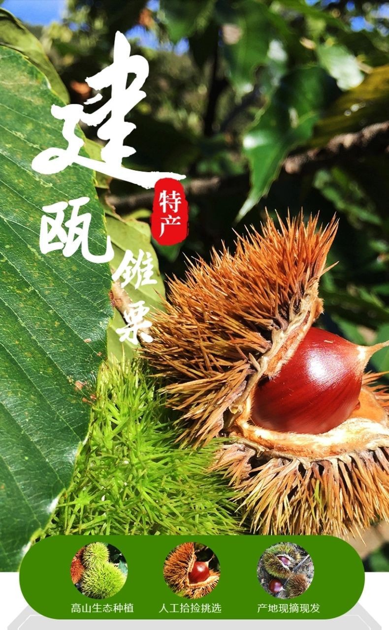 2021年年新货建瓯锥栗板栗生新鲜野生油栗高山农家现摘锥形毛栗子