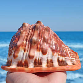 15cm天然海螺