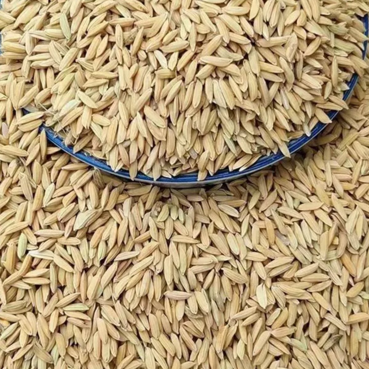 10斤带壳稻谷谷子水稻稻子粮食杂粮大米喂鸡鸭鹅鸽鸟仓鼠宠物饲料