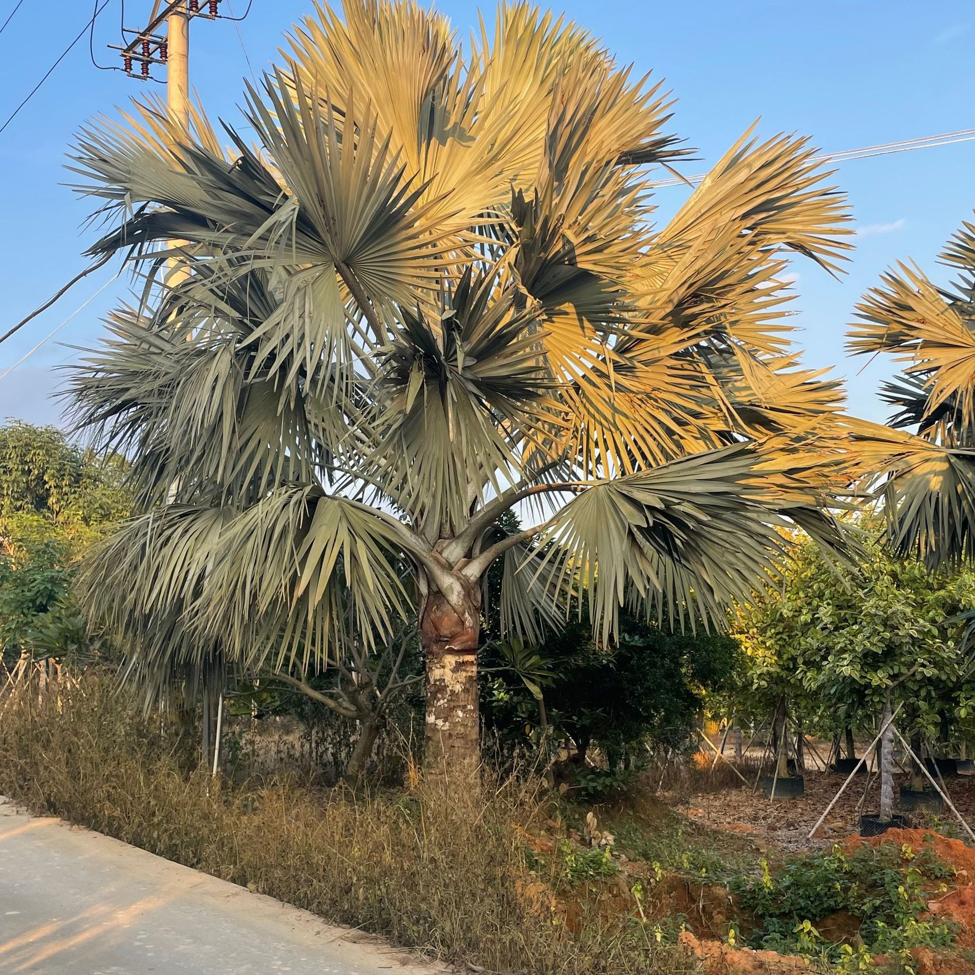 福建棕榈树霸王棕5米杆高行道树景观树霸王棕产地热带植物批发