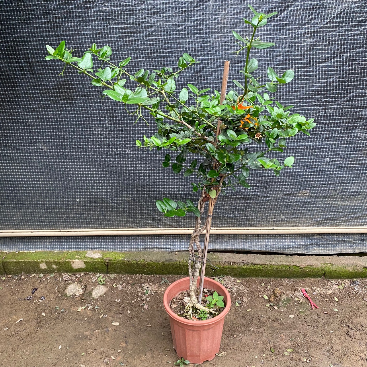 美国樱桃车厘子大樱桃树苗水果盆栽地栽当年结果南方北方种植