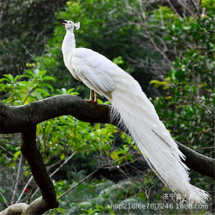 蓝孔雀养殖基地 成年白孔雀多少钱一只 出售孔雀苗活体标本