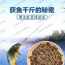 新品蚊子幼虫沙虫子黄辣丁黄v颡鱼三活峰鲢鱼麻鱼