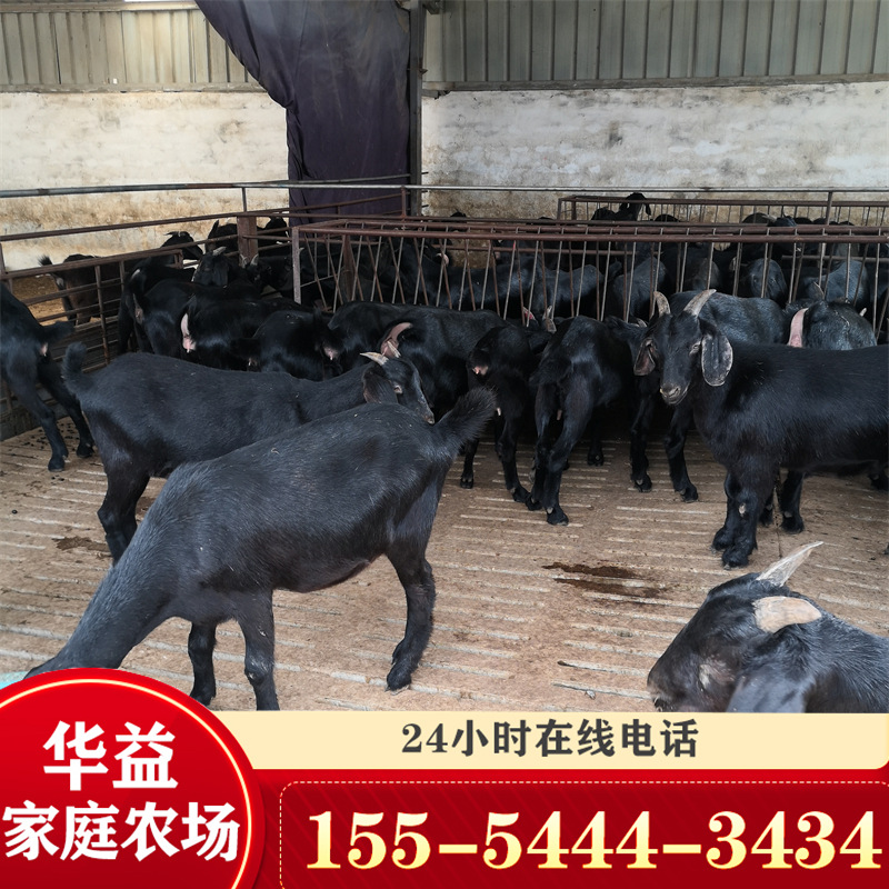 黑山羊价格努比亚黑山羊60-70斤价格 黑山羊品种活体羊-阿里巴巴