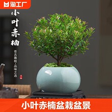 小叶赤楠老桩盆栽盆景迷你植物室内花卉办公室桌面小绿植好养四季