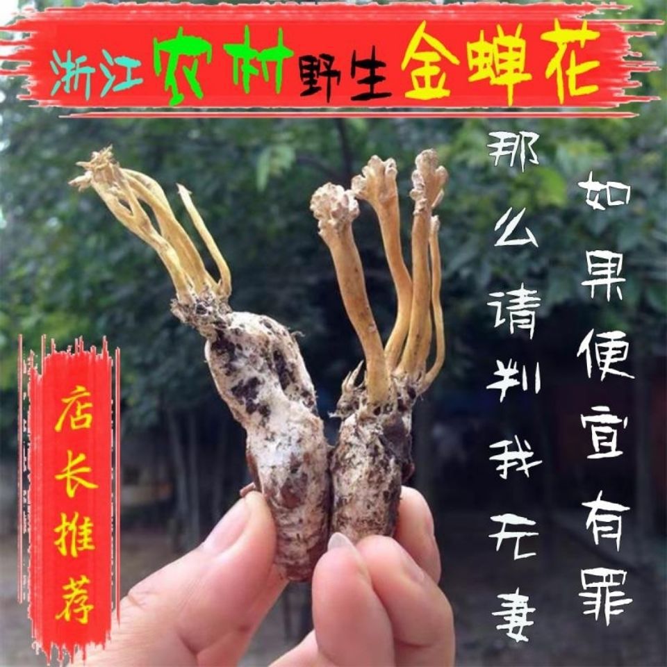 金蝉花2021新货500婵花虫草孢子粉知了花金蚕花禅花煲汤真货好货