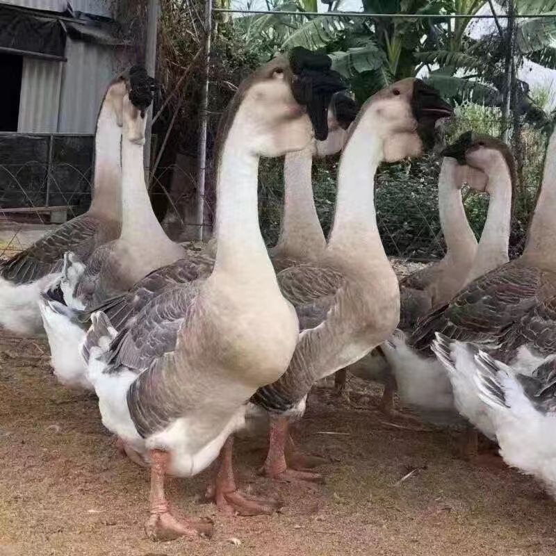 正宗狮头鹅脱温鹅苗大种狮头鹅苗活体灰狮头鹅活苗价格小鹅苗繁育