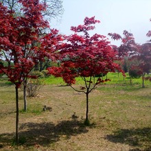 红枫树苗红枫成活高盆栽树苗规格齐全地栽苗中国红枫日本红枫