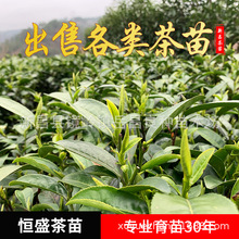 浙江南方种植乌牛早浙农117茶苗 茶树苗树苗早茶苗龙井苗优质茶苗